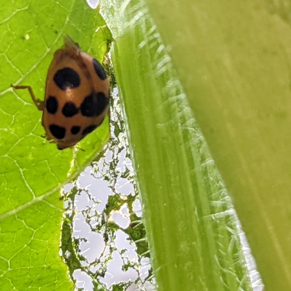Insects Id Squash Lady Beetle (Epilachna borealis)