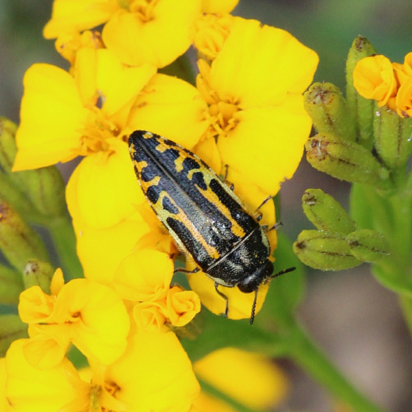 Insects Id Acmaeodera scalaris (Acmaeodera scalaris)