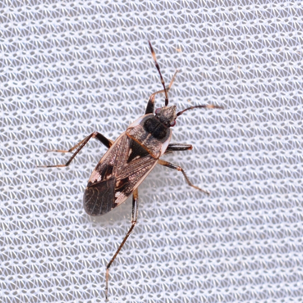 Insects Id: Panaorus (Panaorus)