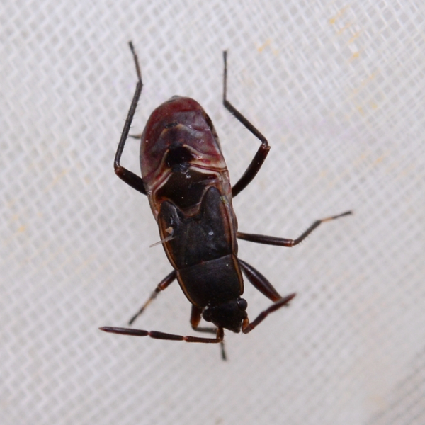 Insects Id: Panaorus (Panaorus)