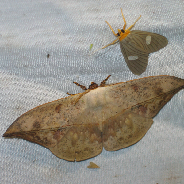 Insects Id Lonomia achelous (Lonomia achelous)